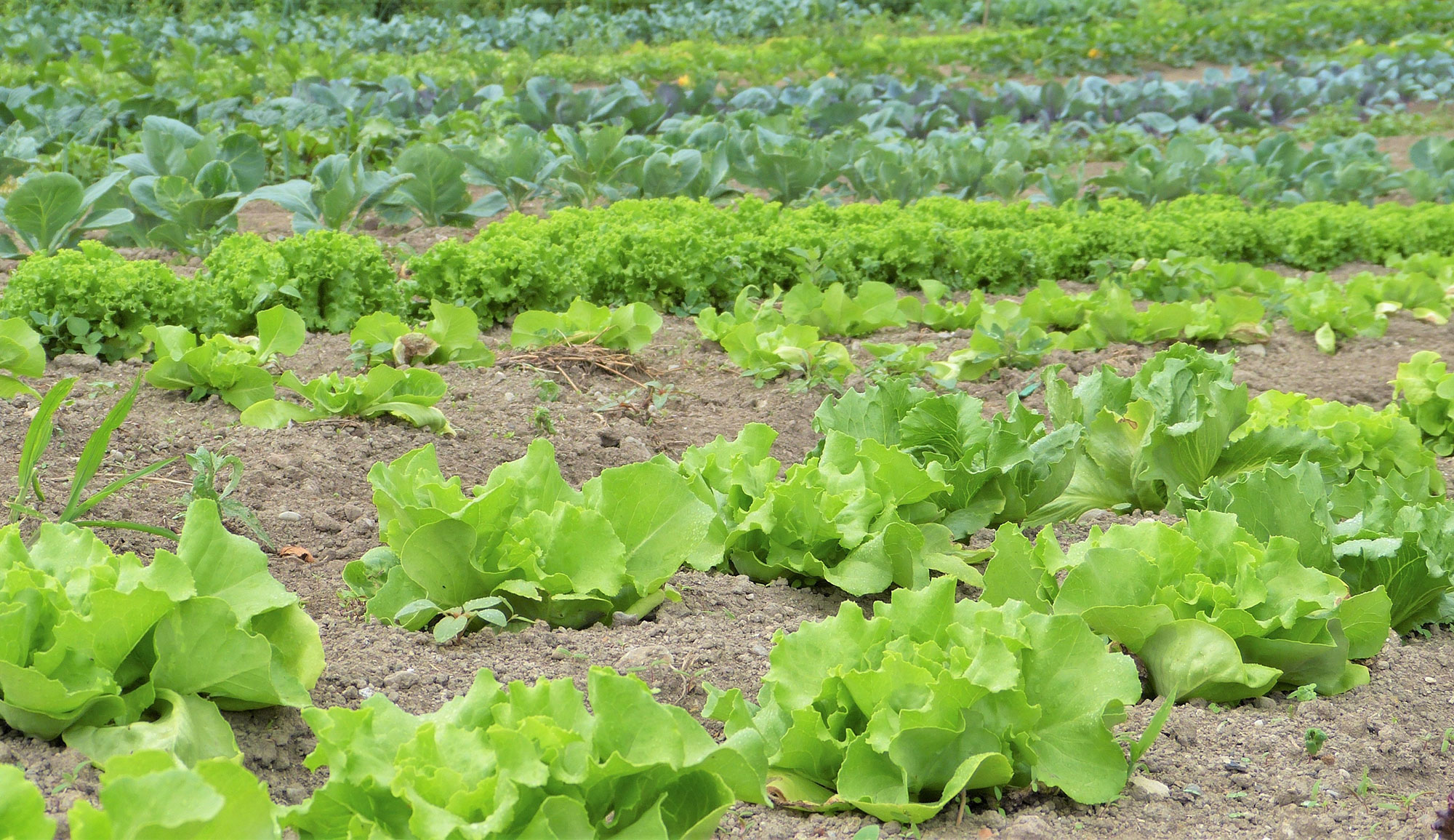 Entretien avec Mohsen Kalboussi, biologiste et universitaire : «Les pesticides affectent  négativement la biodiversité  animale et végétale»