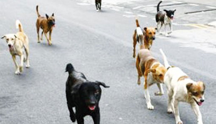 Doyen des Vétérinaires : « Nous sommes contre l’abattage, sauf s’il...