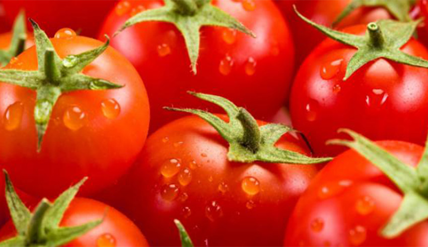 Recul de la culture de la tomate à Sidi Bouzid : un appel à la réforme