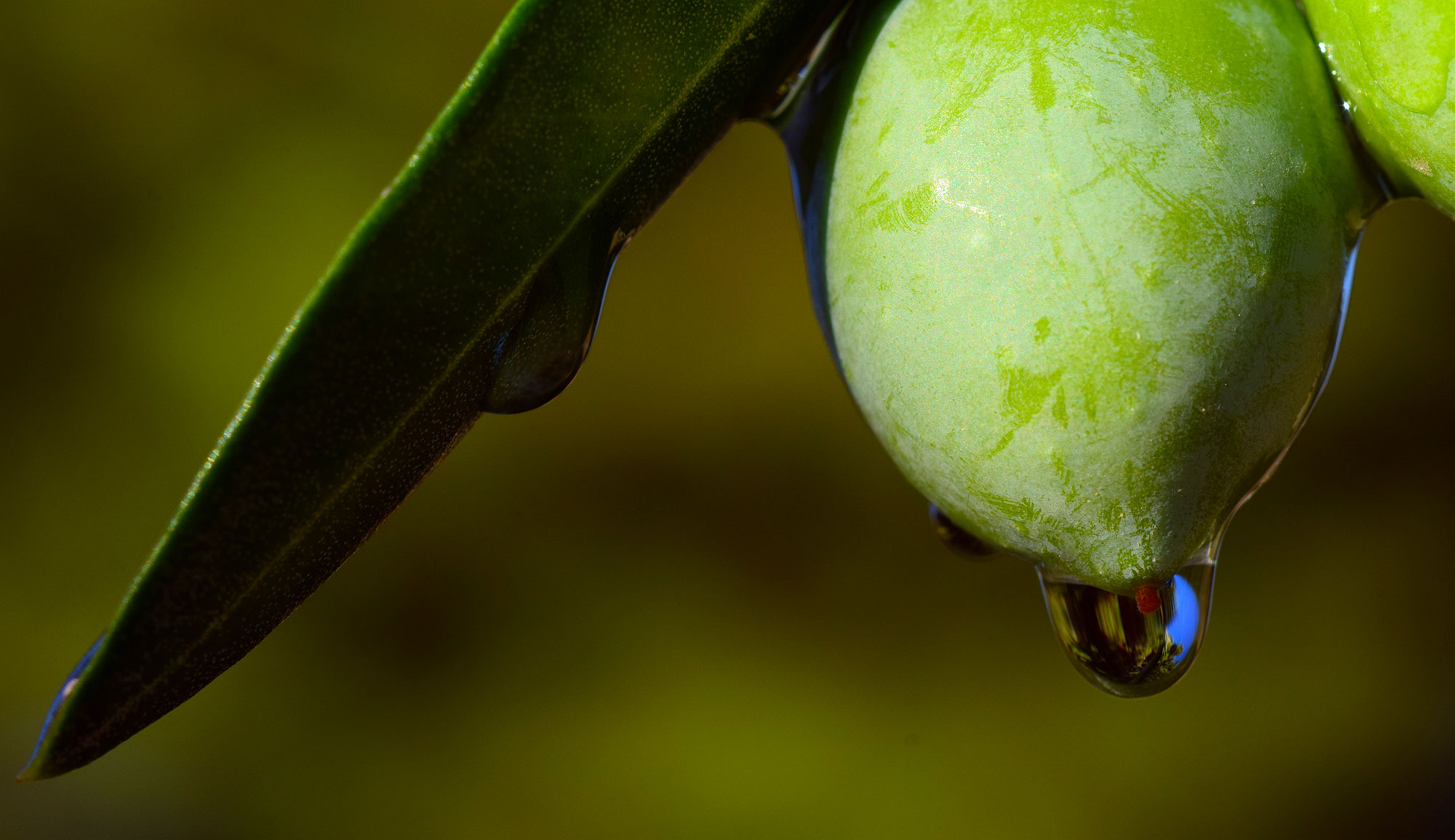 300 médailles par an : l’huile d’olive tunisienne confirme son excellence