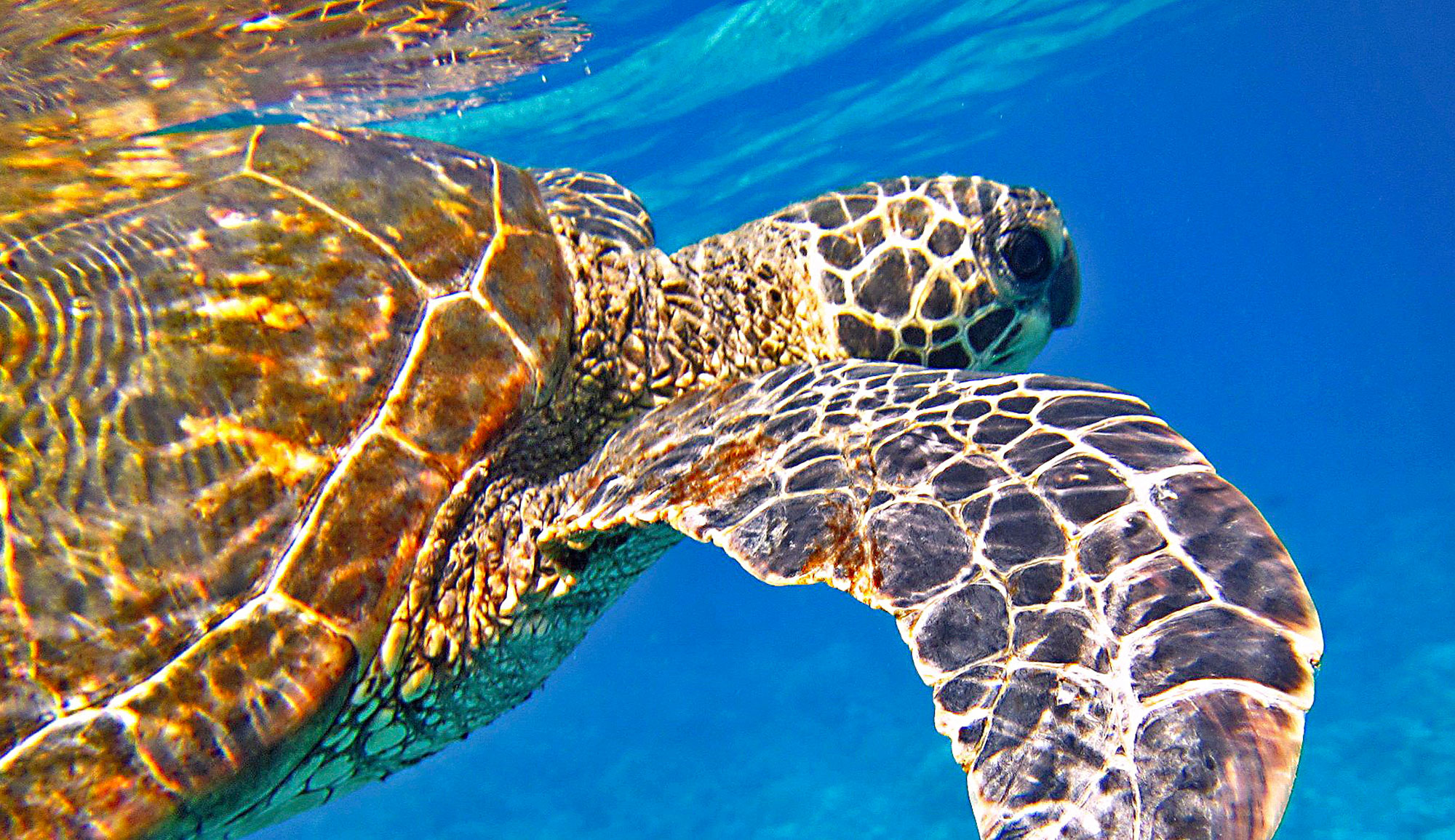 Tunisie : mort quotidienne de tortues marines menacées d’extinction à Gabès