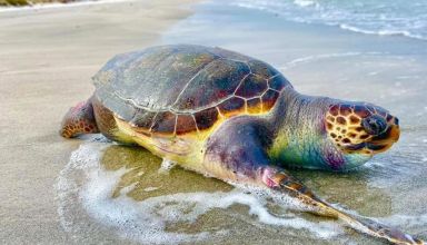 Reportage: A la découverte de la vie secrète des tortues marines