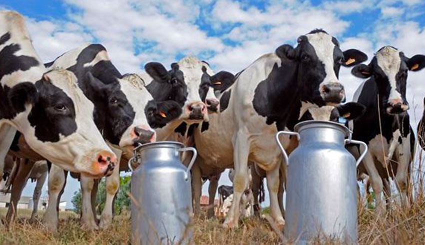 Zoom | Crise de la filière laitière : Des problèmes freinent encore la production