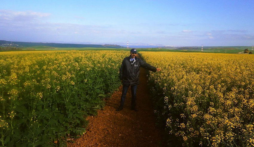 Filière du Colza: La Tunisie veut renforcer son autonomie  en huiles et protéines végétales