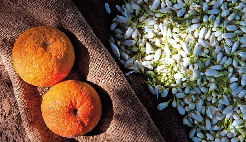 Distillation de la fleur de bigaradier à Nabeul : Une tradition  qui ne se perd pas