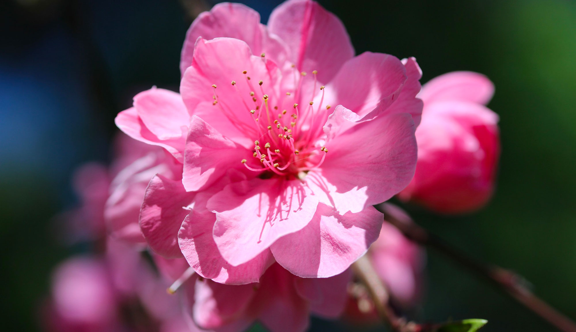 Météo : Températures maximales comprises entre 25 et 39°C