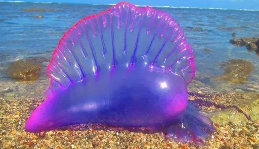 La Galère portugaise: Dangereuse ou pas… ?