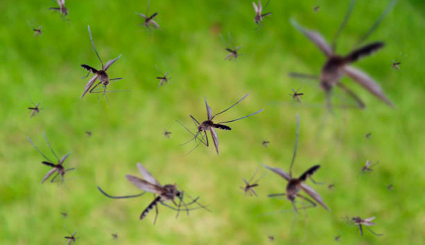 Jendouba: lancement d&rsquo;une grande campagne contre les moustiques