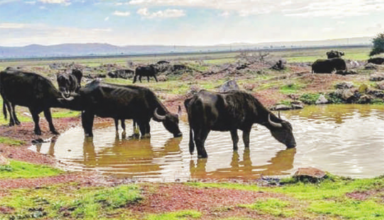 Patrimoine: L’Ichkeul en péril