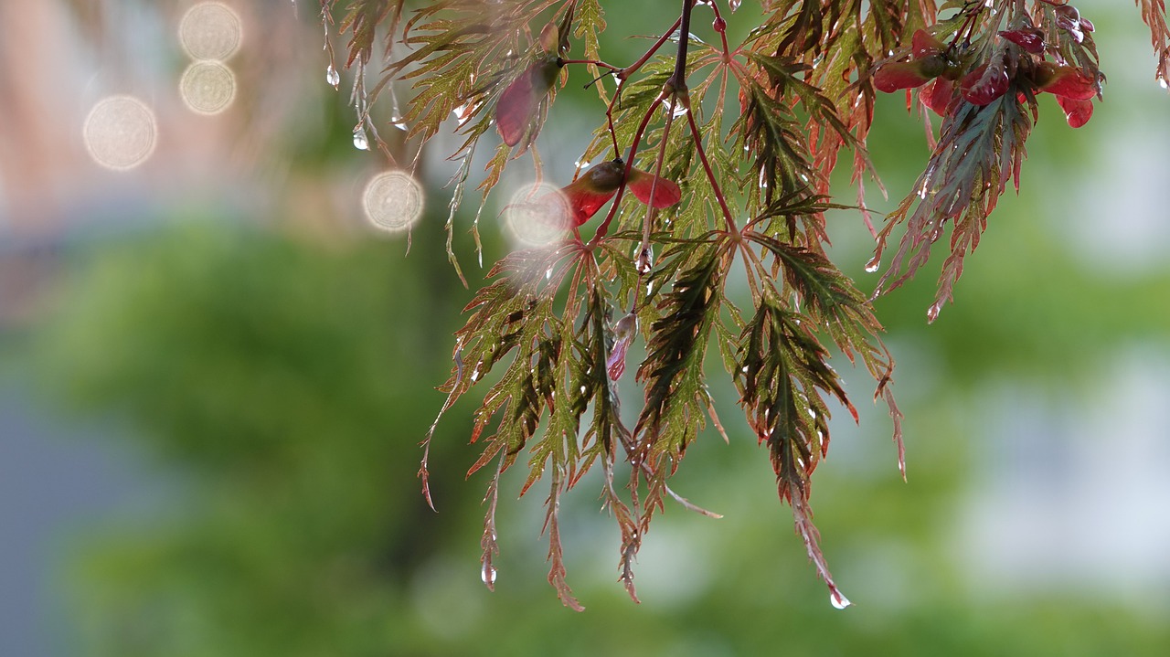 Météo : Des pluies attendues, vendredi, dans plusieurs régions du pays