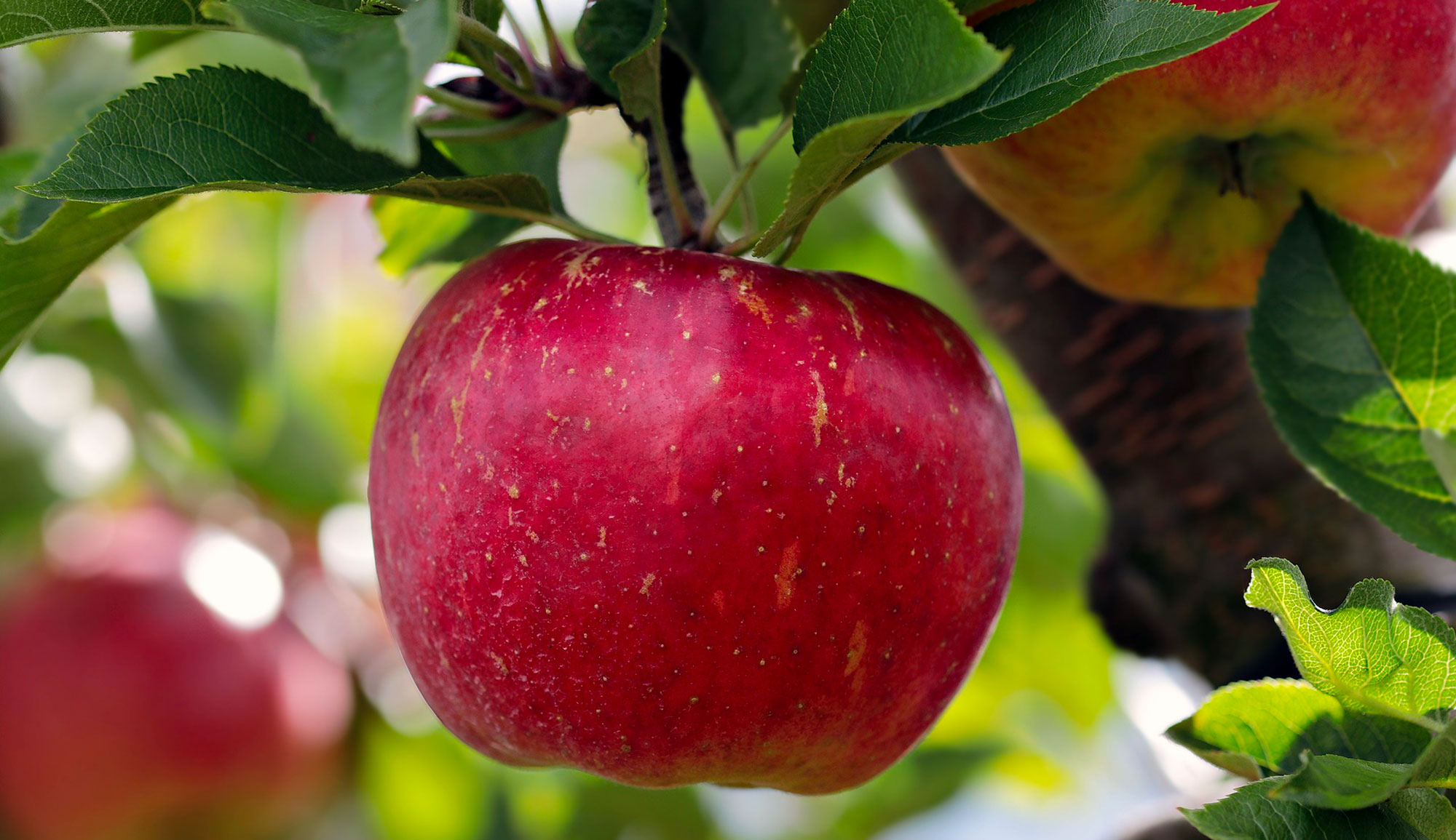 Kasserine : La récolte de pommes estimée à 62 mille tonnes