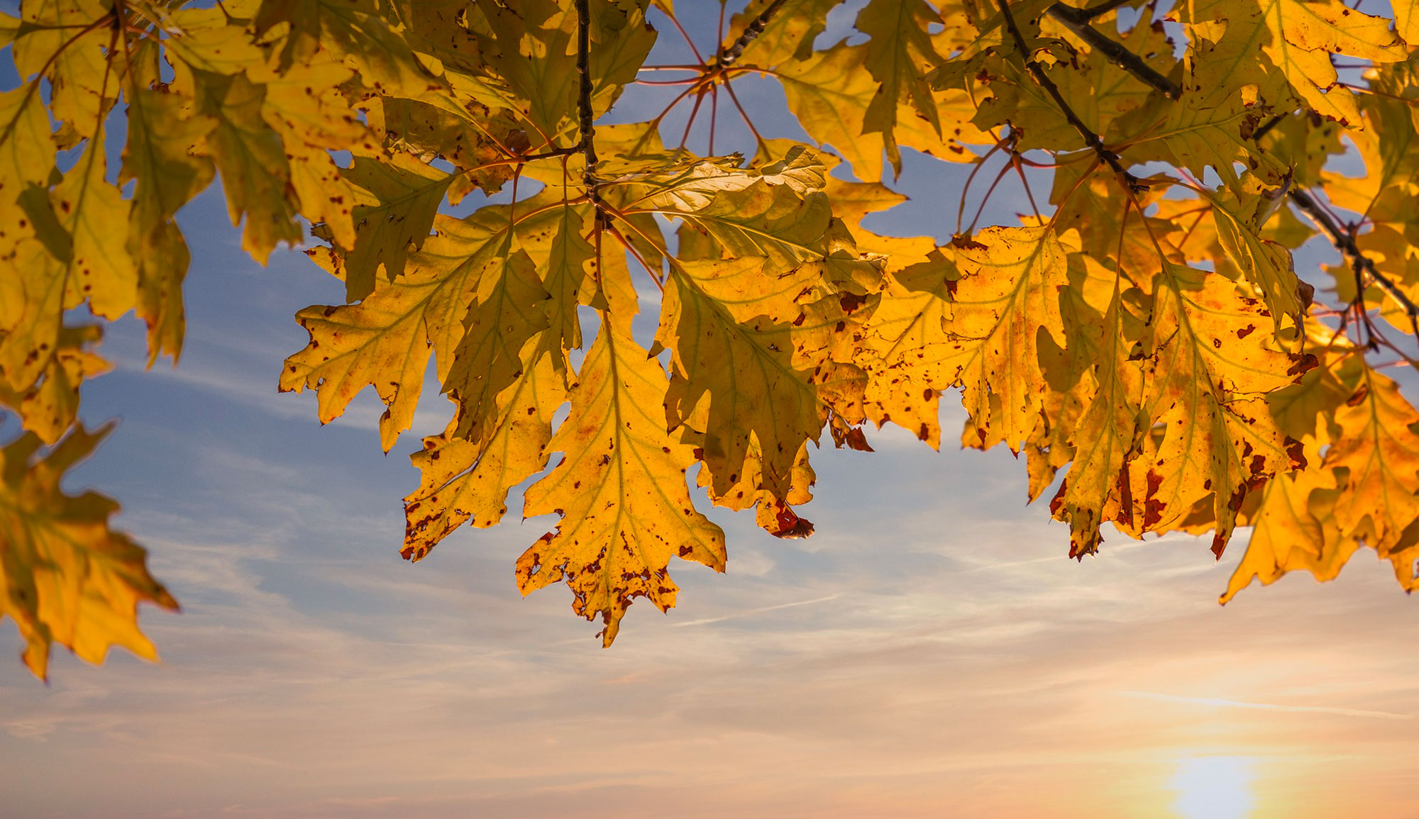 Brouillard matinal et températures en légère hausse ce samedi en Tunisie