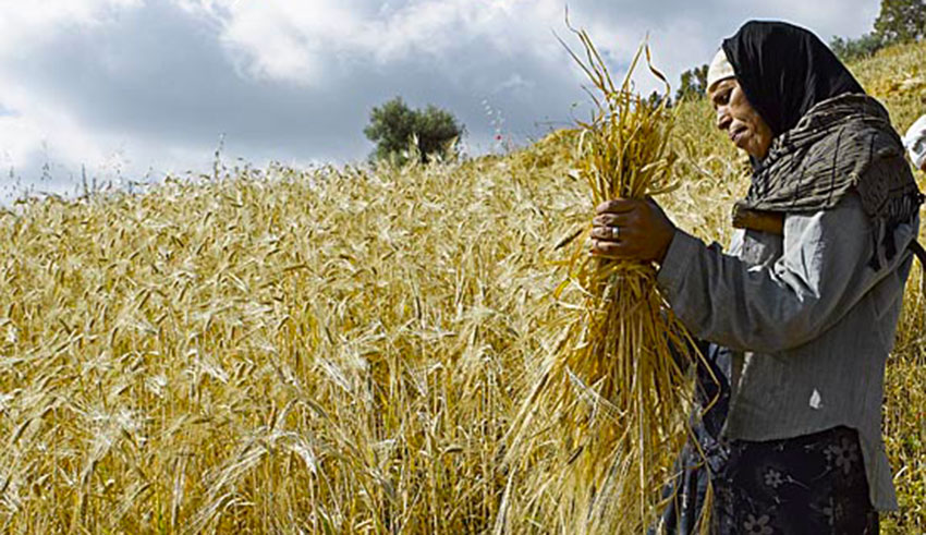 Rapport du Pnud sur l’économie informelle en Tunisie : Un terreau fertile pour l’agriculture