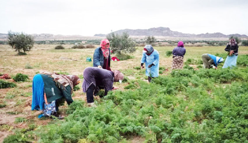 Ouvrières agricoles : des milliers de femmes aux revenus instables...