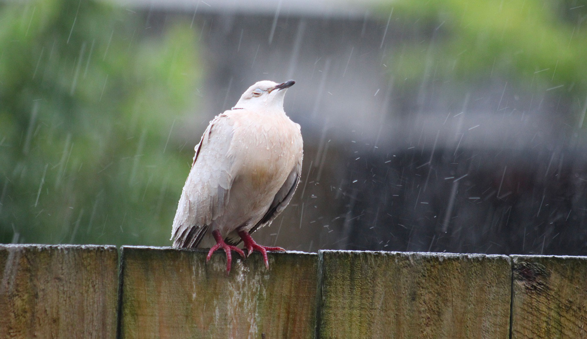Pluies et orages : entre 40 et 60 mm attendus sur le nord, atténuation prévue dès ce soir