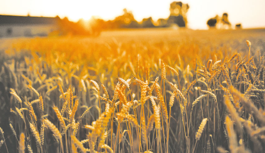 Ftdes | Sécurité et souveraineté alimentaire : Une inflation à deux chiffres menace… 