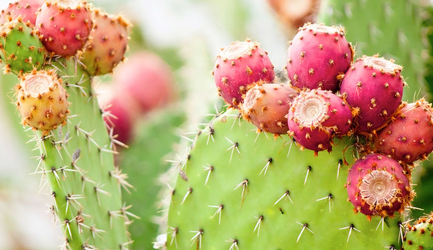 Ben Arous : mobilisation renforcée contre la cochenille rouge et la plante invasive dans les figuiers de Barbarie