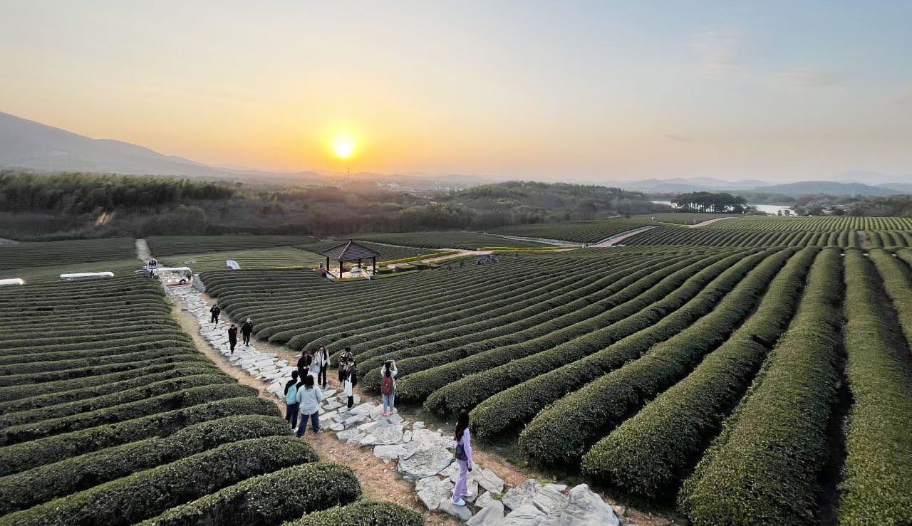 Culture du thé en Chine: D’une légende ancestrale vers un positionnement de choix dans l’économie mondiale