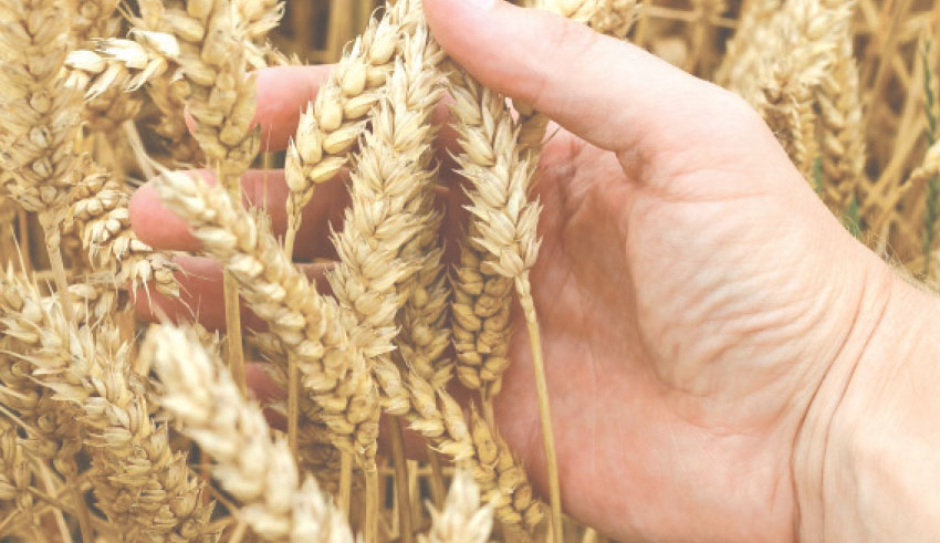 Des vers blancs ravagent des champs de blé à Oued Mliz