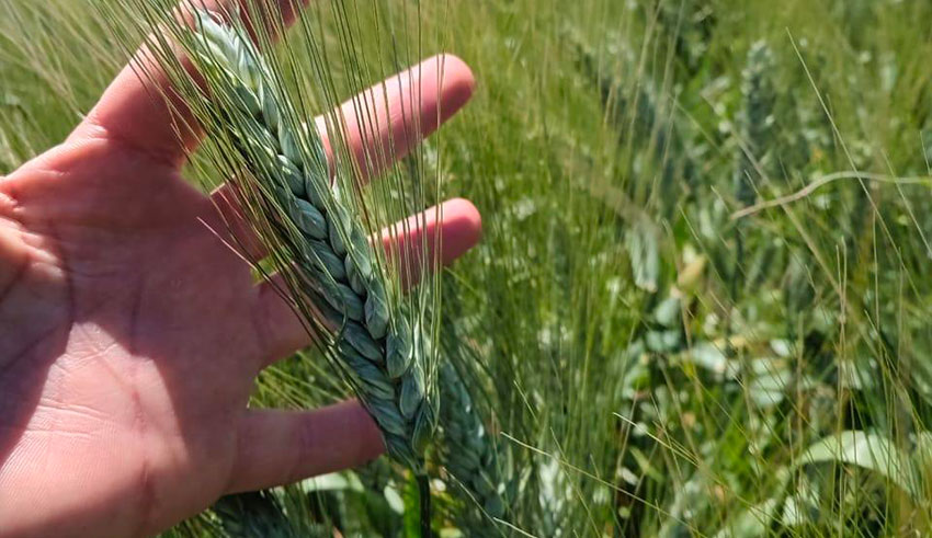 Intempéries à Mahdia : 100 % des céréales détruites à...