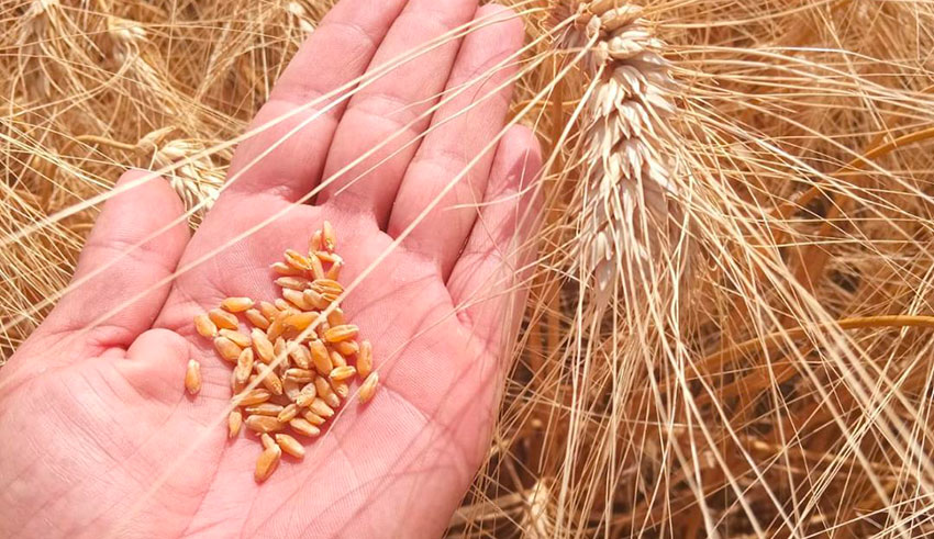Tunisie : Ajustement des prix des semences céréalières en vue de la saison 2025-2026