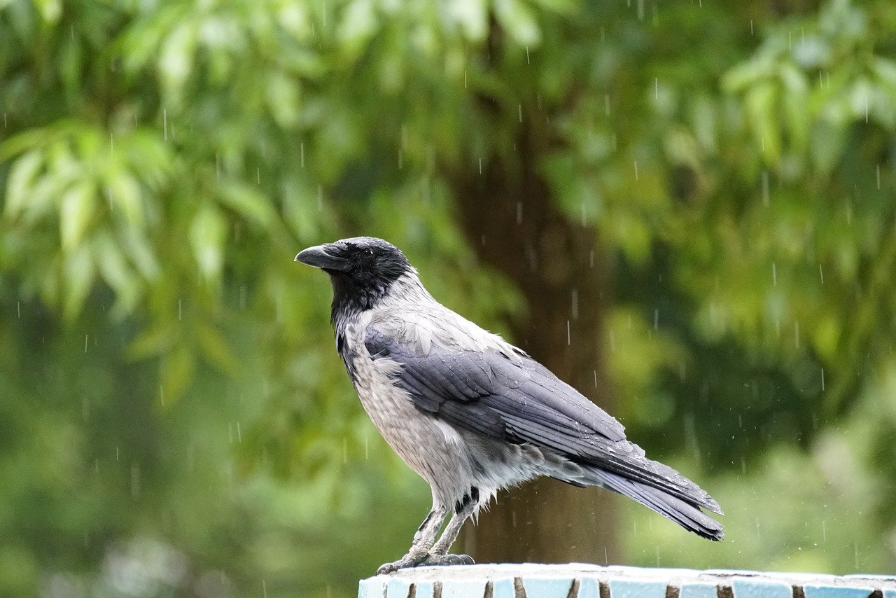Météo | Pluies orageuses et vent fort annoncés