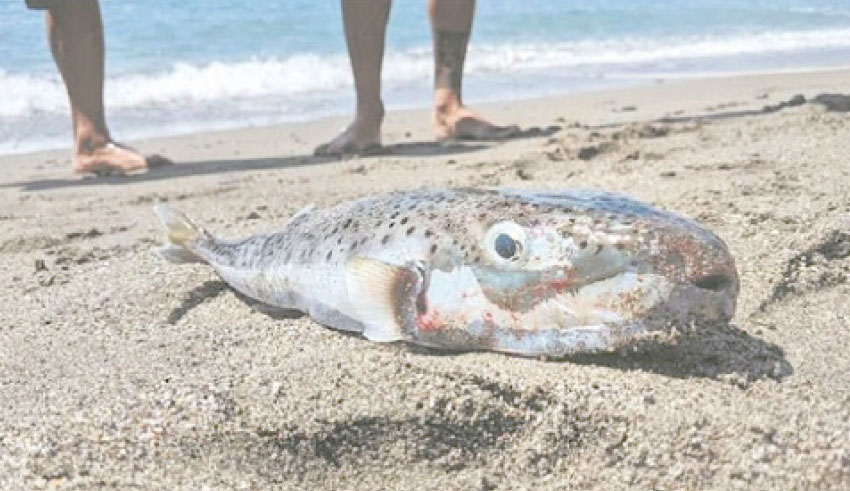 Invasion du poisson-lapin sur nos côtes : A quand la valorisation de cette espèce ?