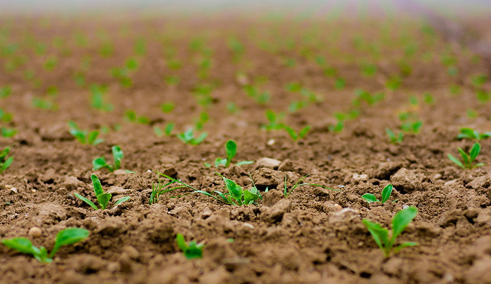 Ben Arous : 99% des superficies agricoles destinées aux grandes cultures ensemencées