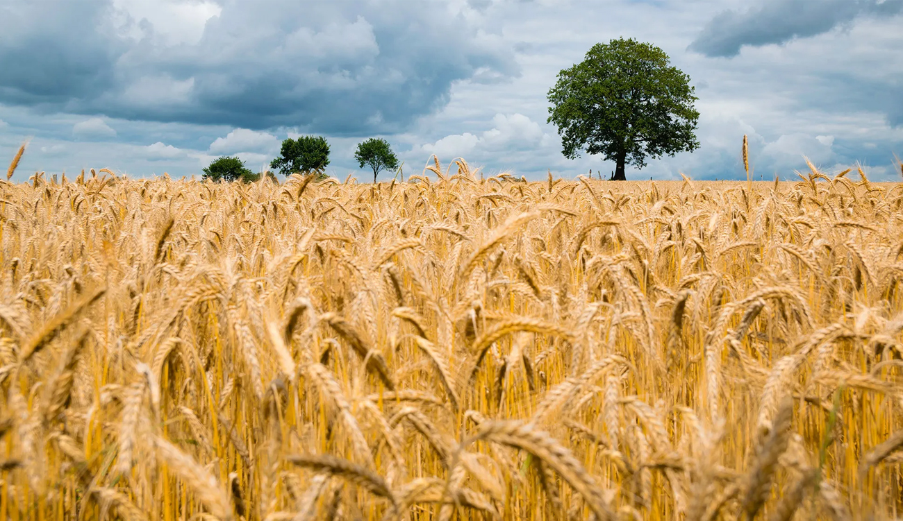 Grandes cultures à Dhiba et Remada : L&rsquo;INGC aux côtés...