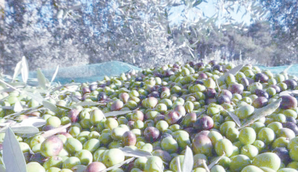 Kef : coup d&rsquo;envoi de la saison de la récolte des olives