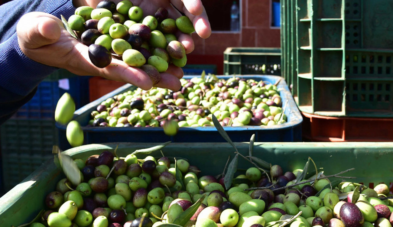 La Tunisie engagée dans un projet euro-méditerranéen pour valoriser les déchets de l’huile d’olive