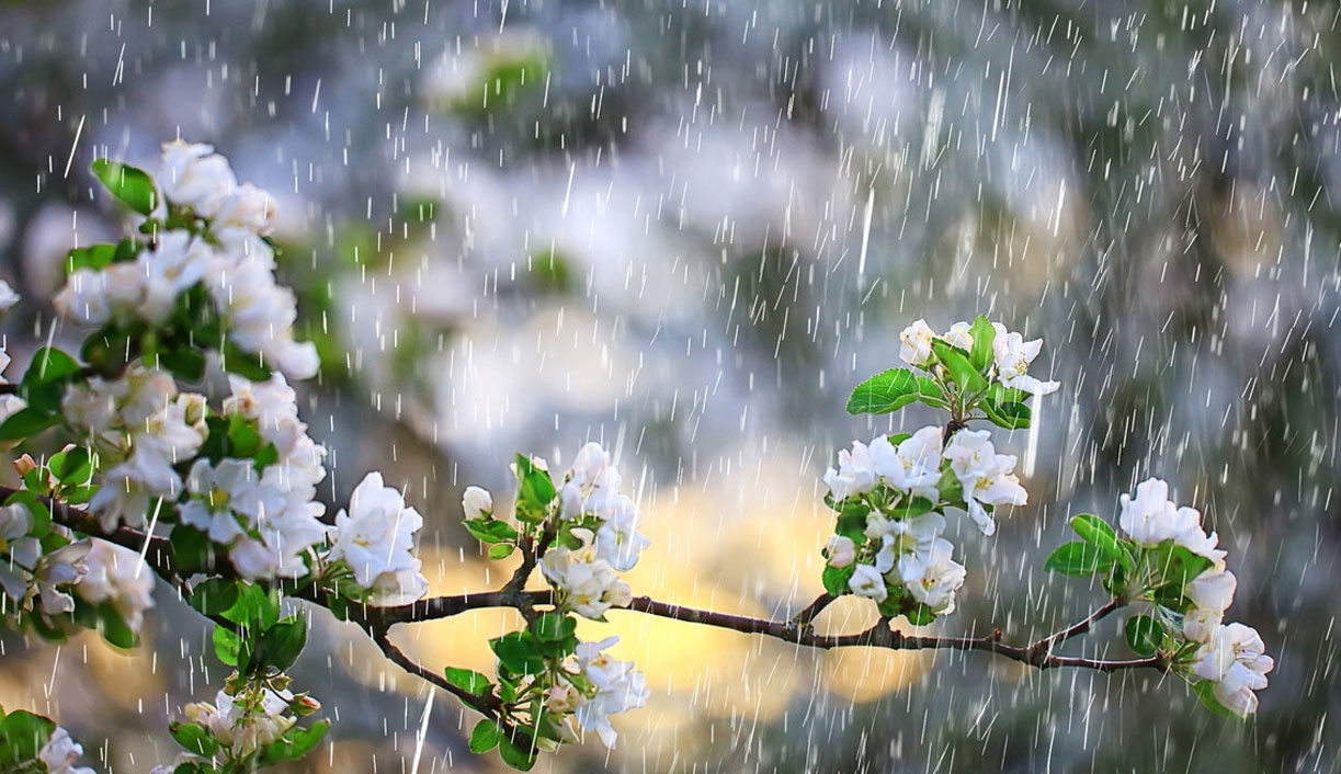 Tunisie : retour de la pluie sur certaines régions ce vendredi