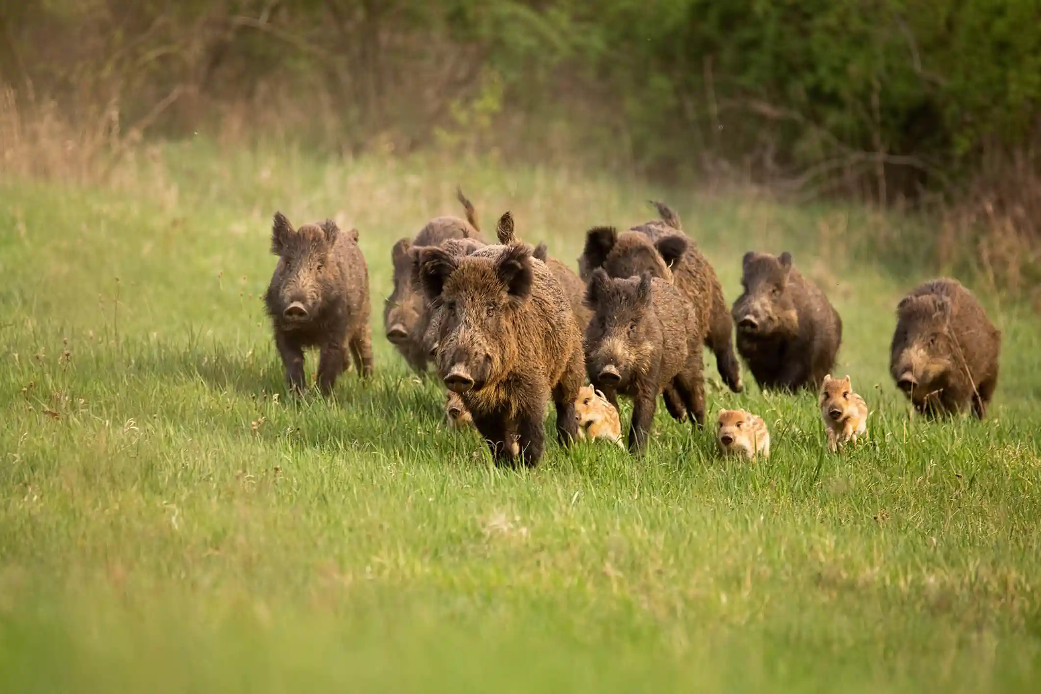 Tunisie – Gafsa : les sangliers dévastent les cultures