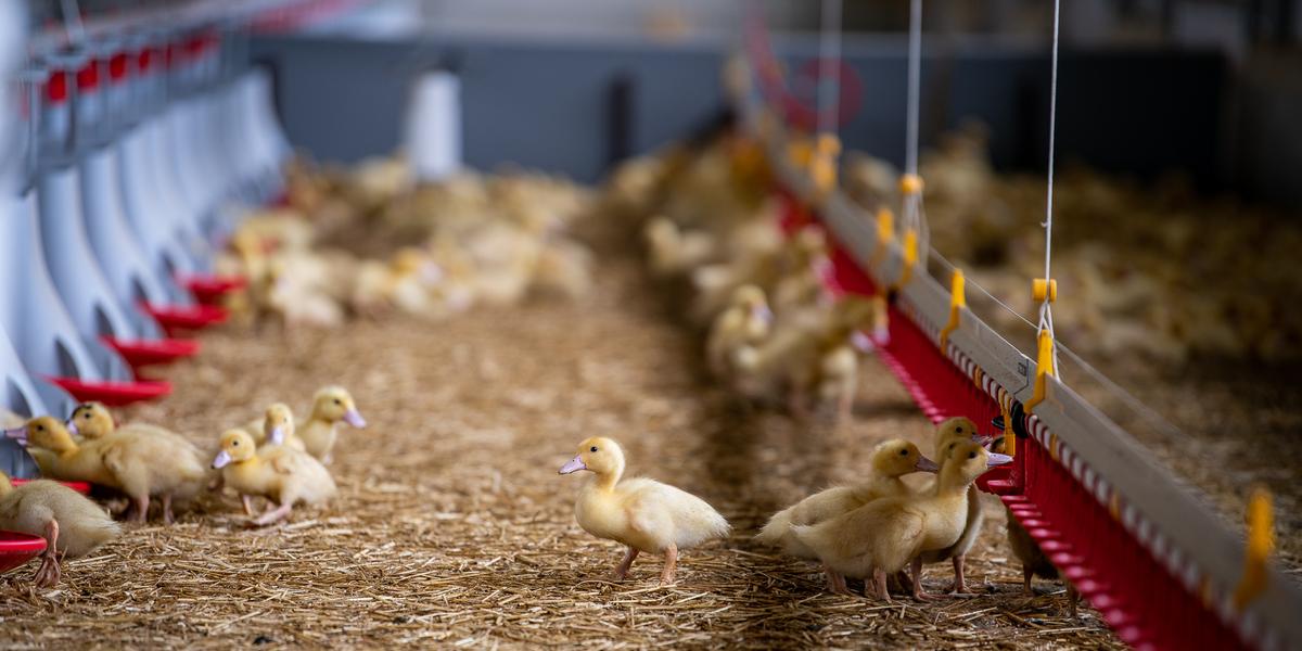 Libye : le virus de la grippe aviaire H9N2 se...