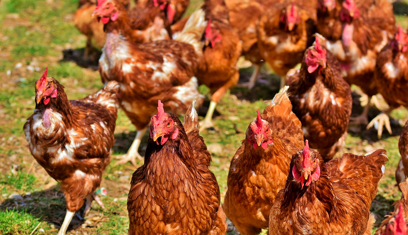 Premier décès humain lié à la grippe aviaire H5N1 aux États-Unis : un signal d’alerte