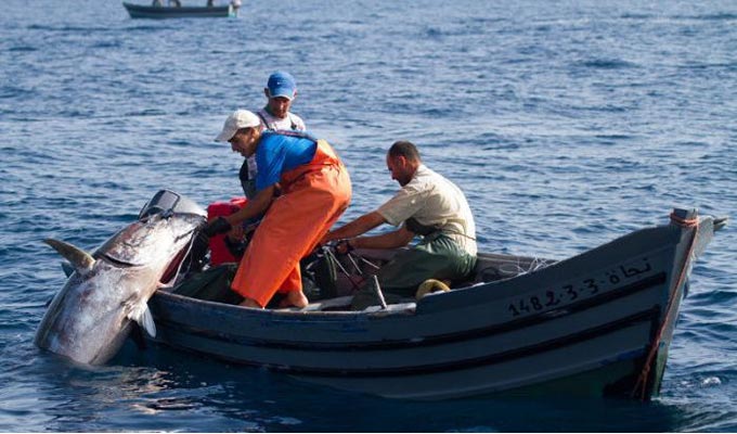 Tunisie – Des pêcheurs de Monastir en détresse : 50 bateaux à l’arrêt, des familles au bord de la crise