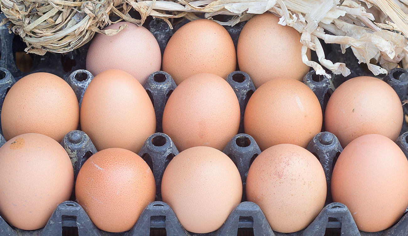 Vente des oeufs : Une augmentation de la marge bénéficiaire prévue après le mois de Ramadan