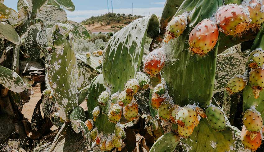 Tunisie : Septime lcher de coccinelles pour lutter contre la cochenille  et protger les cactus locaux - La Presse de Tunisie
