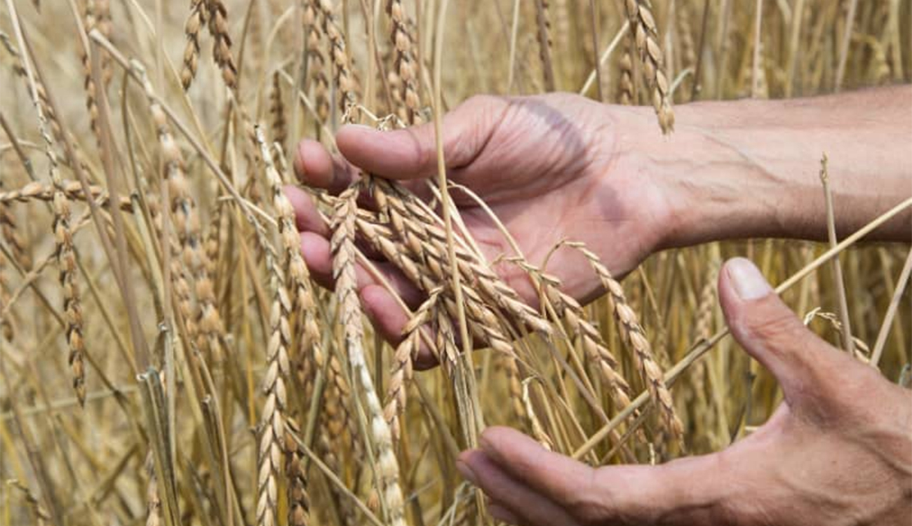 Tunisie : collecte record de 12 millions de quintaux de céréales