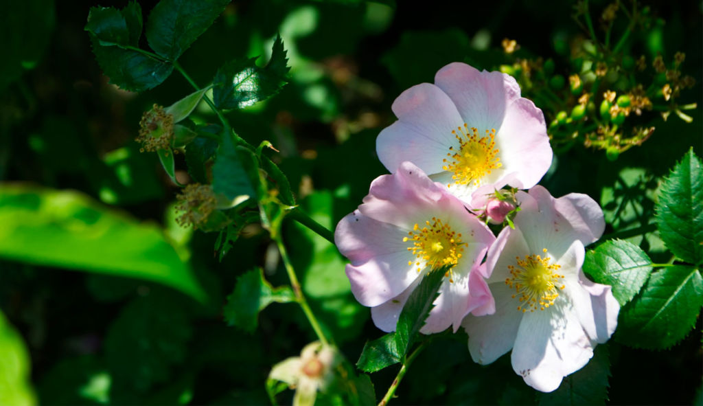 Météo : jusqu’à 30°C attendus dans le sud
