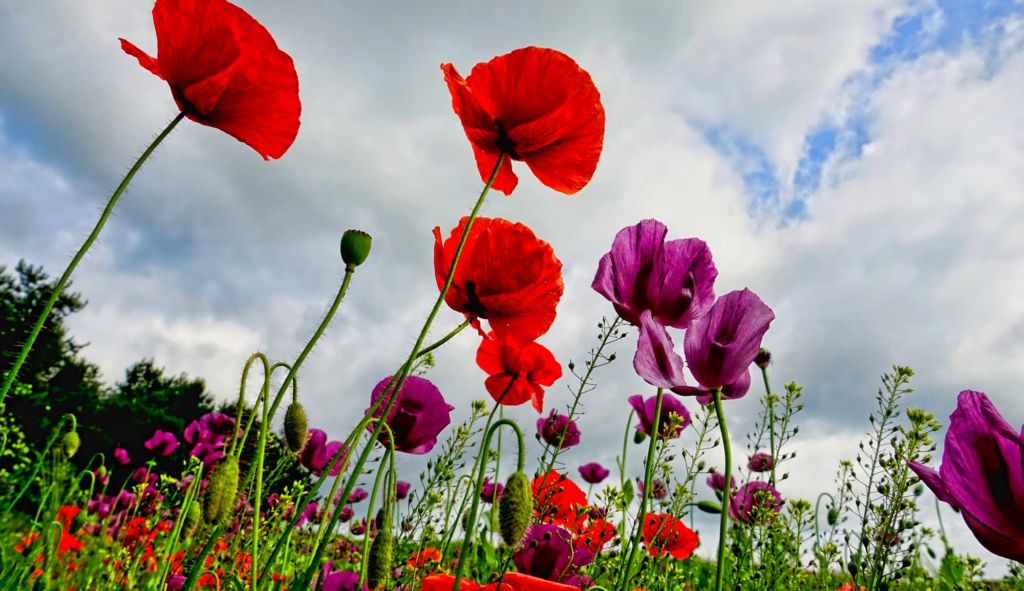 Temps nuageux et légère hausse des températures