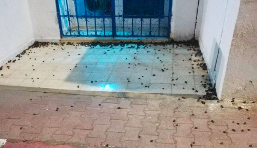 Invasion d’insectes noirs à Sousse : la municipalité précise 