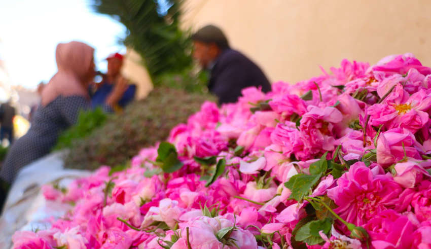 Tunisie – Le Festival de la Rose de Kairouan : Un hommage à la fleur emblématique et au patrimoine local
