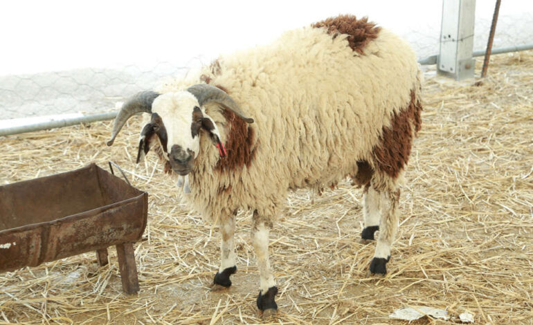 Tunisie : 1000 dinars pour un mouton de 20 kg à l’occasion de l’Aïd