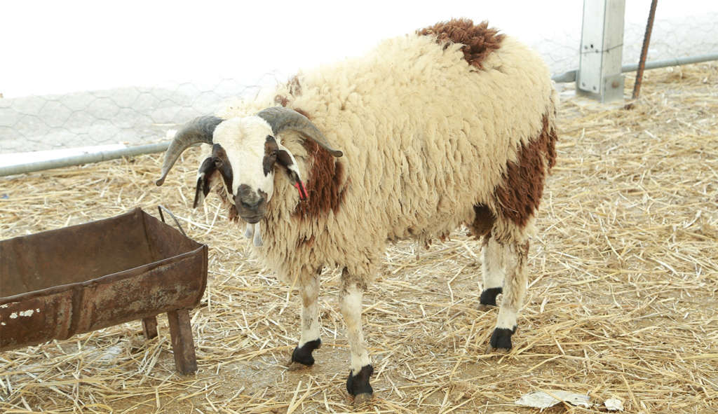 Tunisie : 1000 dinars pour un mouton de 20 kg à l’occasion de l’Aïd