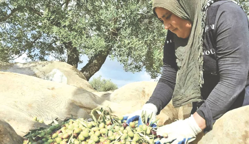 Tunisie : 11 500 hectares d’oliveraies seront irrigués avec de l’eau traitée d&rsquo;ici fin 2025