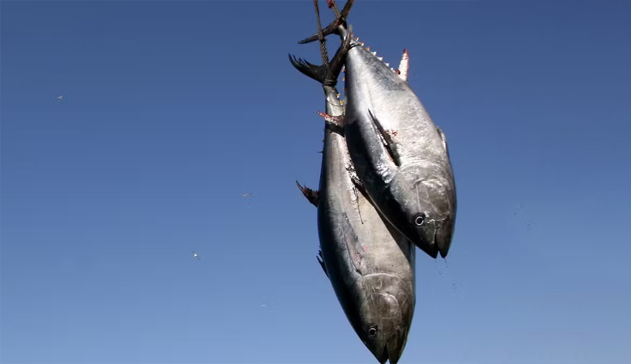 Pêche au thon rouge 2026 : les quotas officiels et...