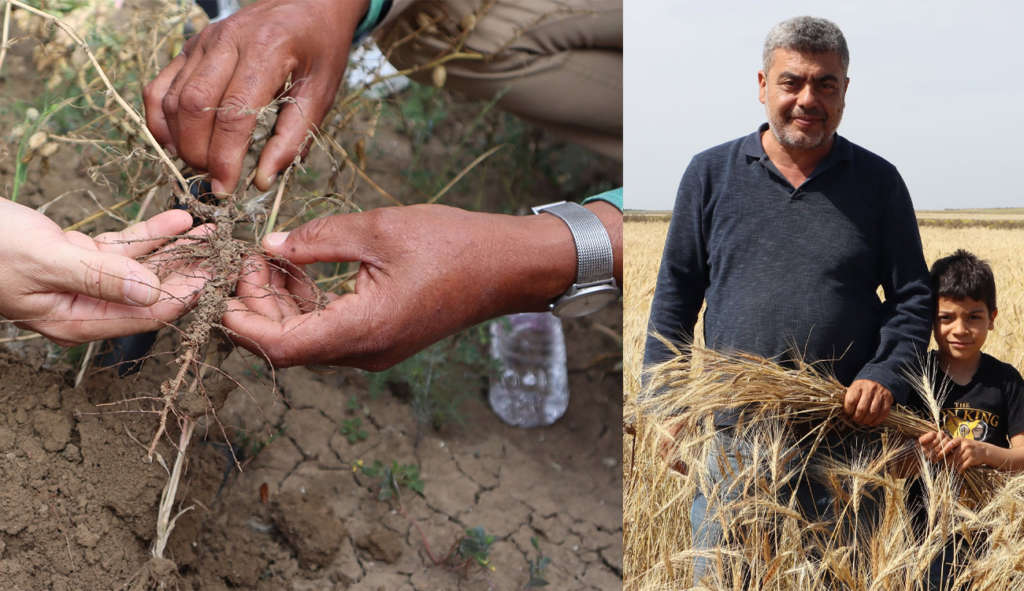 La production végétale biologique, une solution pérenne et le choix pour la résilience face au changement climatique