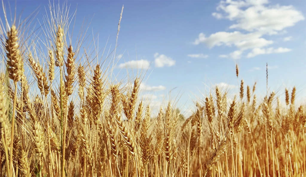 Alerte sanitaire dans les champs de blé : septoriose et...