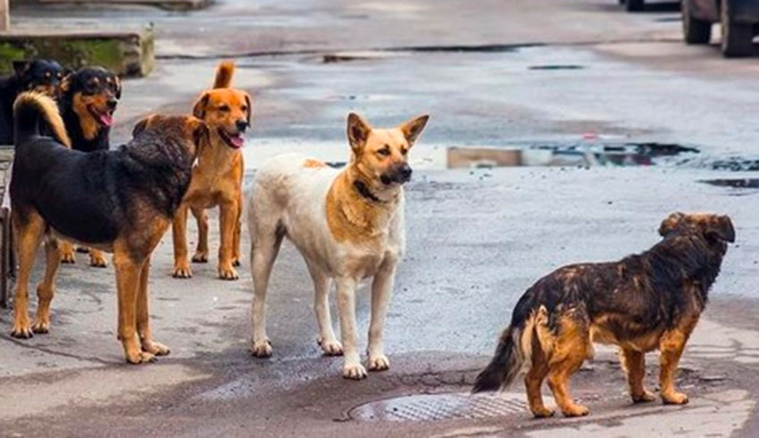 Attaqué par une meute au Kram Est , un sexagénaire...